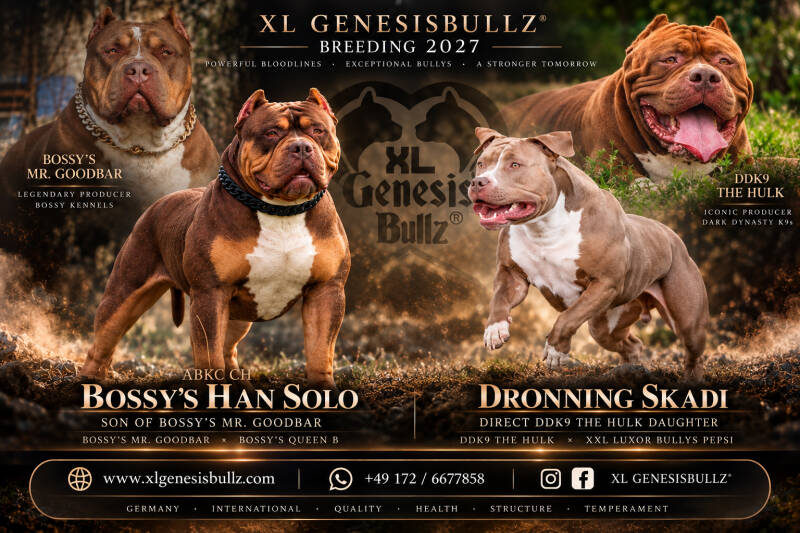 American Bully XL Nachzuchten: XL Genesisbullz Dronning Lagertha (Red Sable), Ares (Lilac Sable), Konge Ivar (Chocolate) und XXL Luxor Bullys Dronning Ragna (Dark Chocolate Tricolor) – geballte Power und Rassetyp in der Zucht