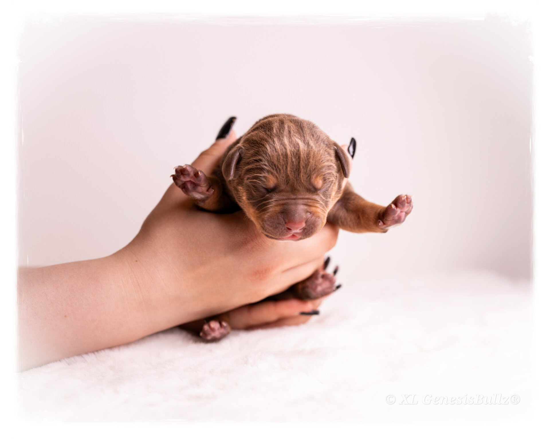 XL GenesisBullz Puppy Premium best breeder