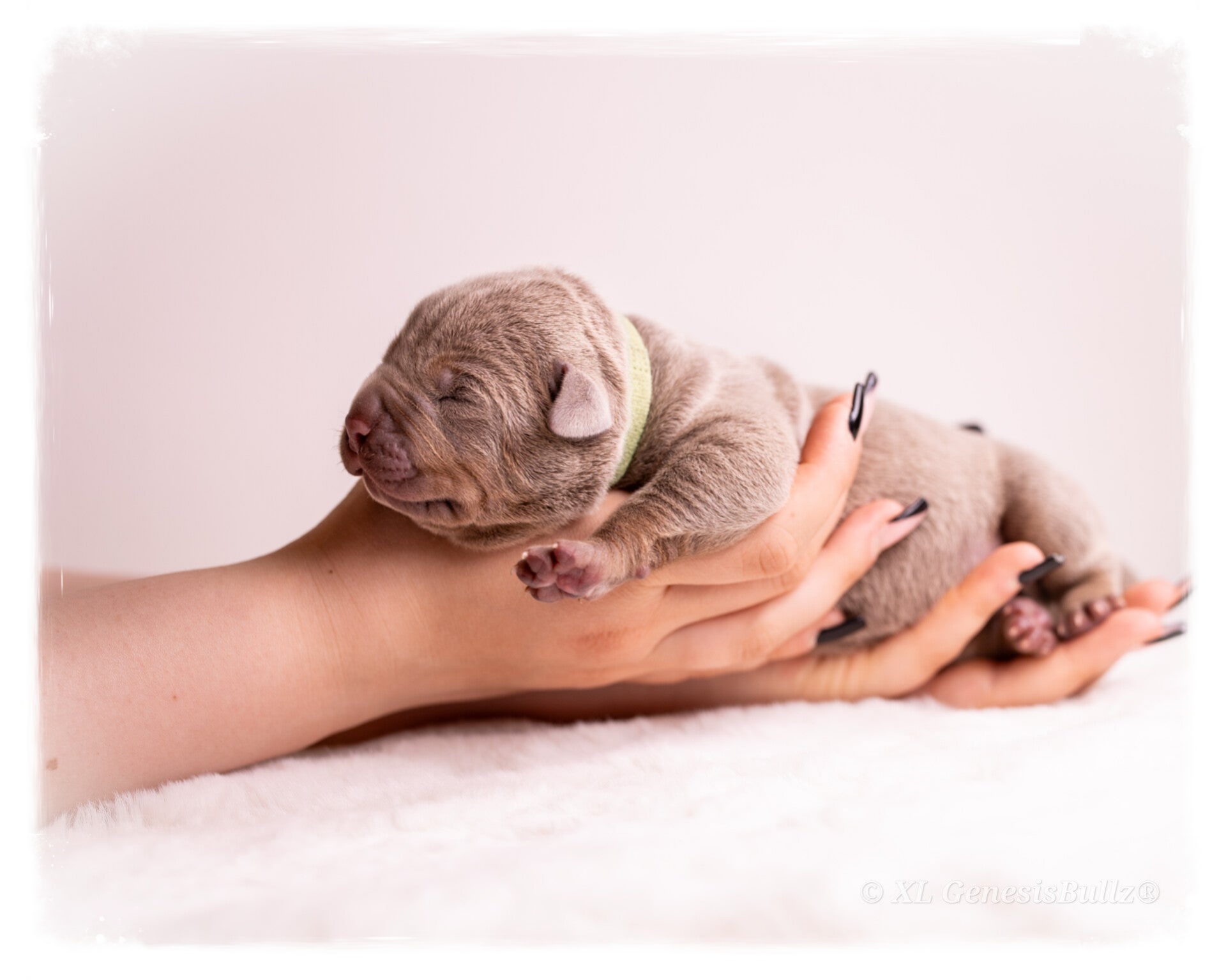XL GenesisBullz Puppy American Bully XL Premium Zucht