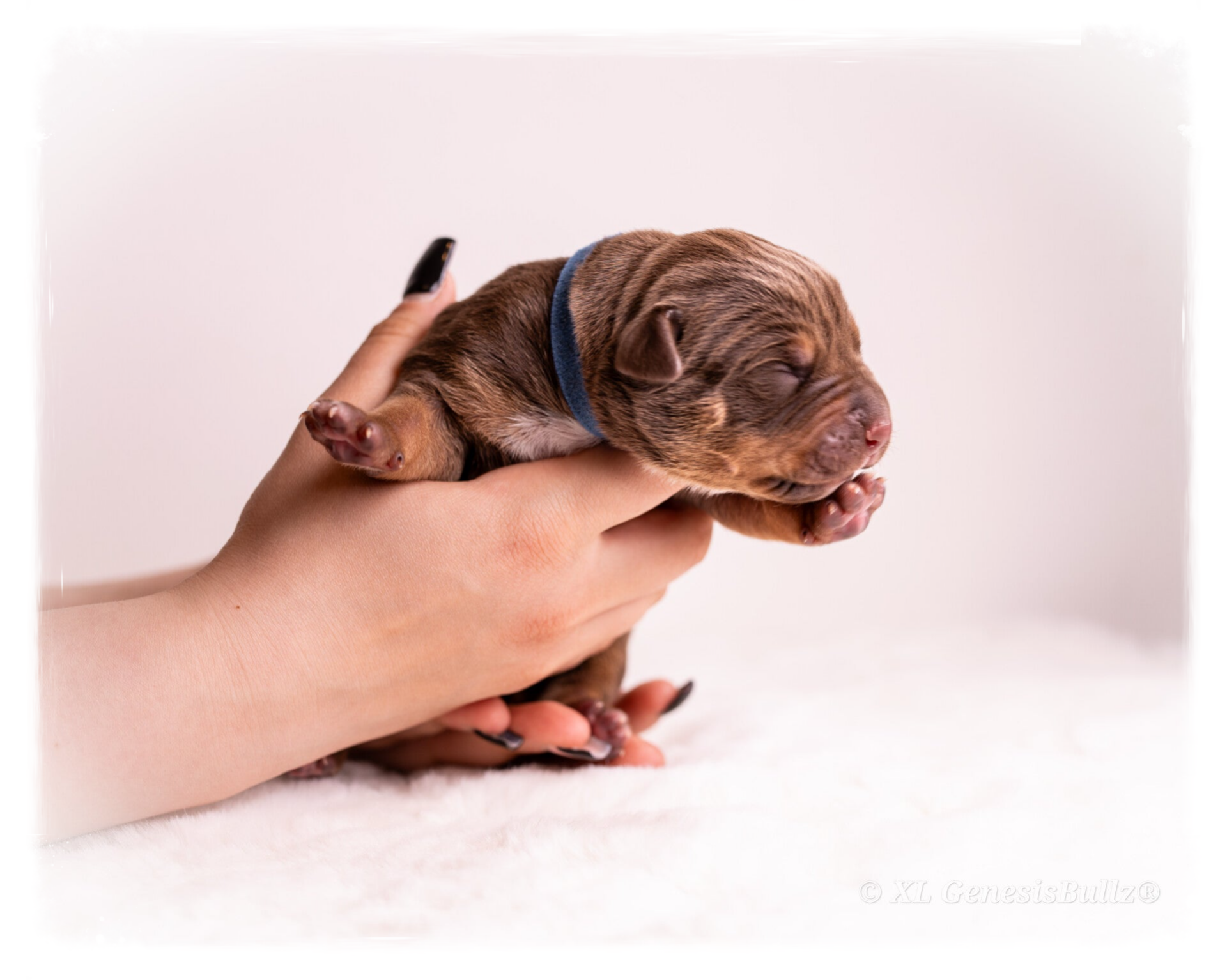 XL GenesisBullz Puppy beste Qualität,  