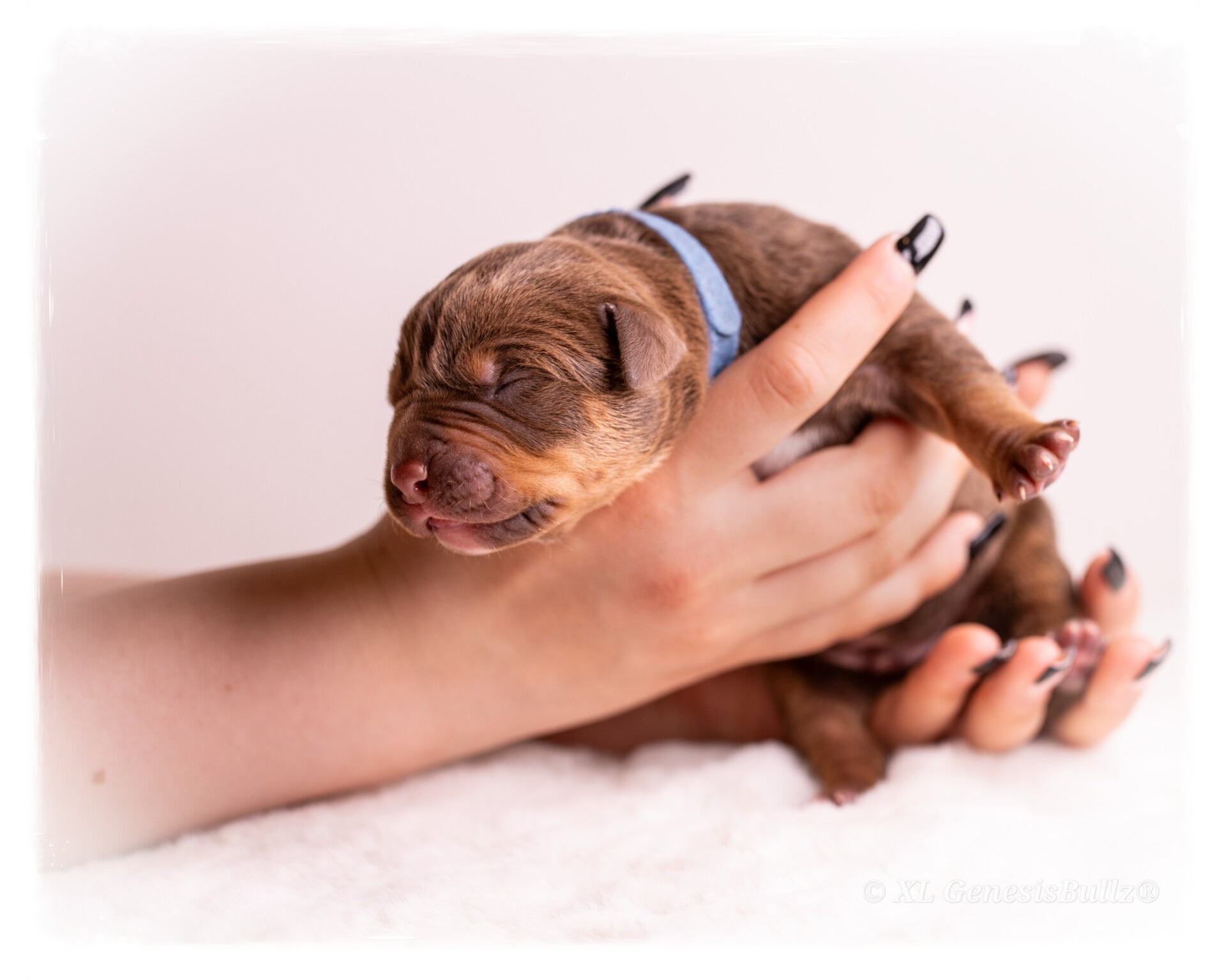 American Bully XL Puppy Europe