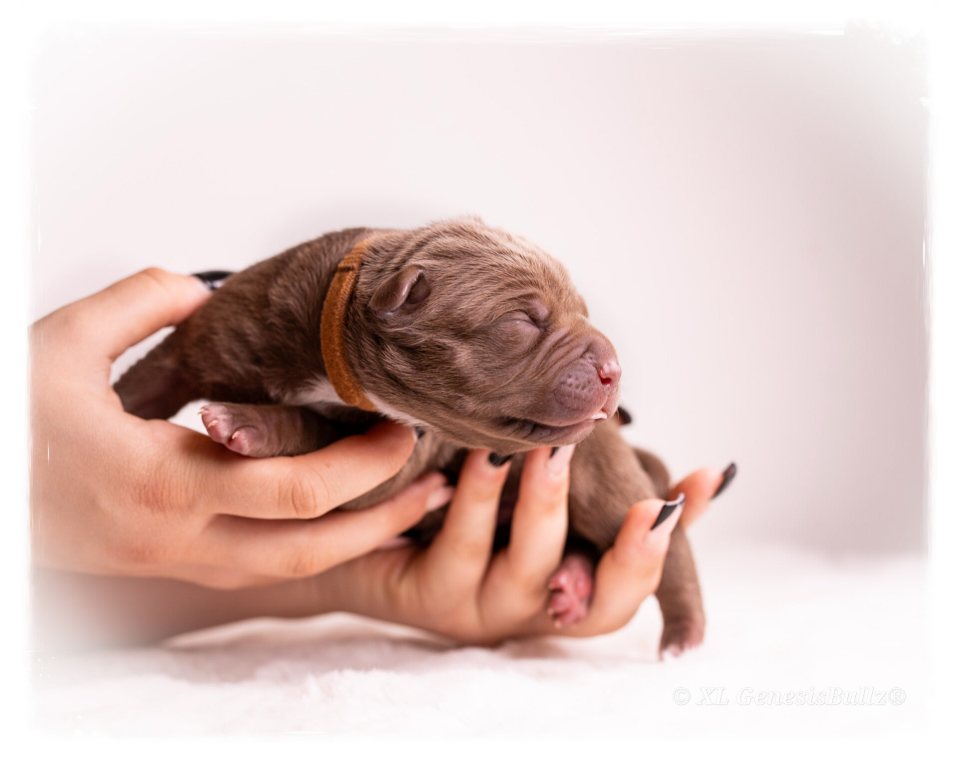 XL GenesisBullz Puppy Bester Züchter Deutschlands 