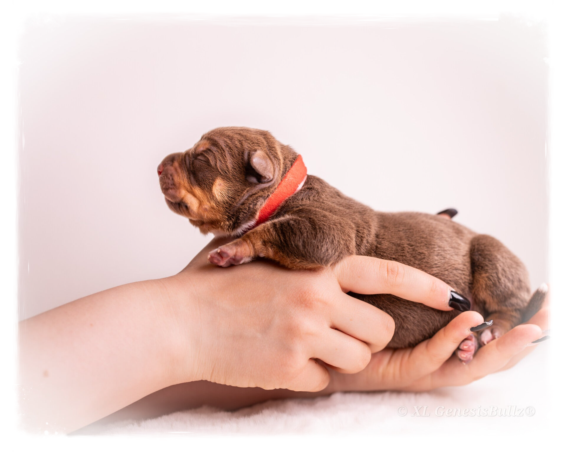 American Bully XL Puppy Europe Germany Deutschland 