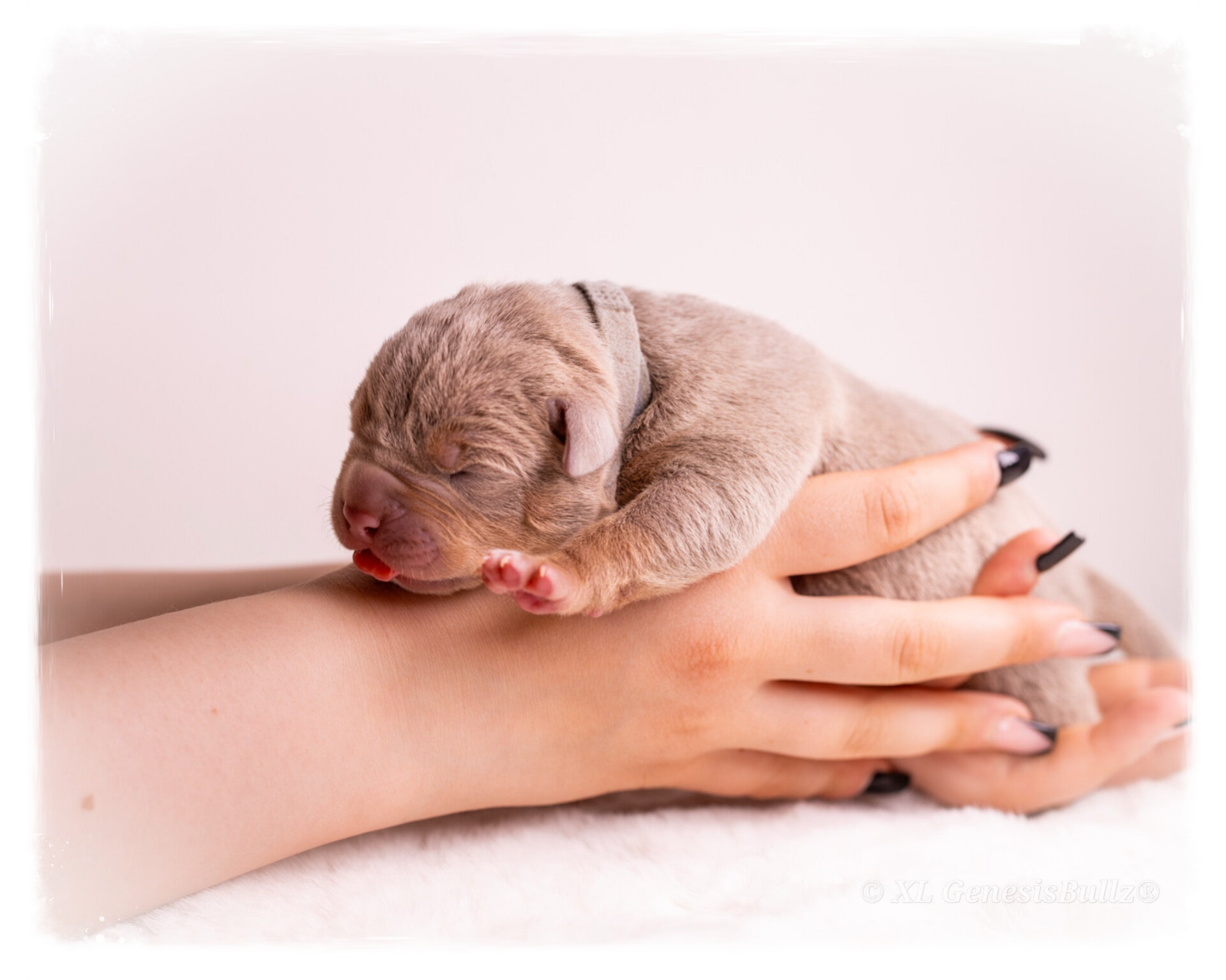 American Bully XL Puppy Europe 