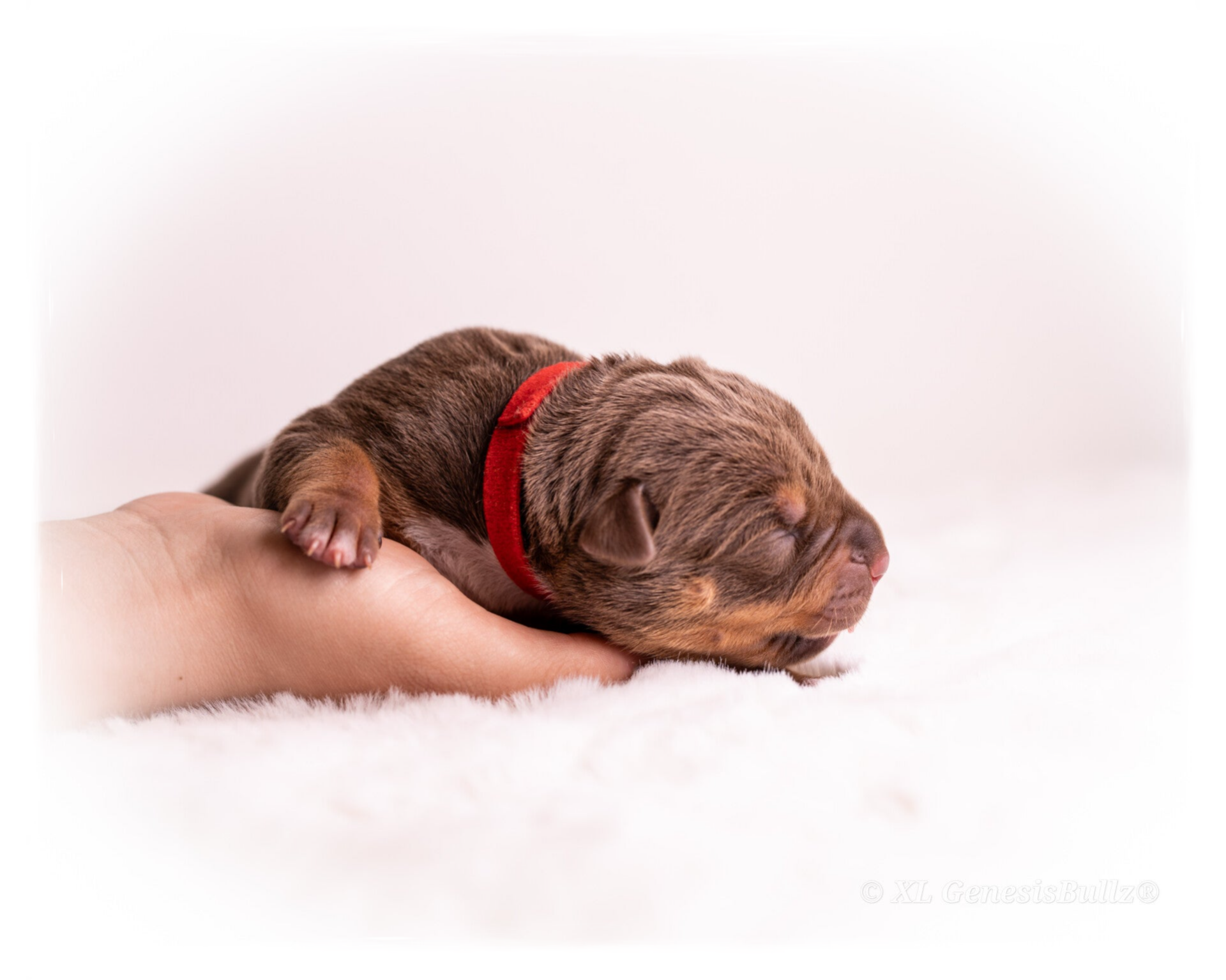 XL GenesisBullz Puppy American Bully XL Puppy Europe Germany Deutschland 