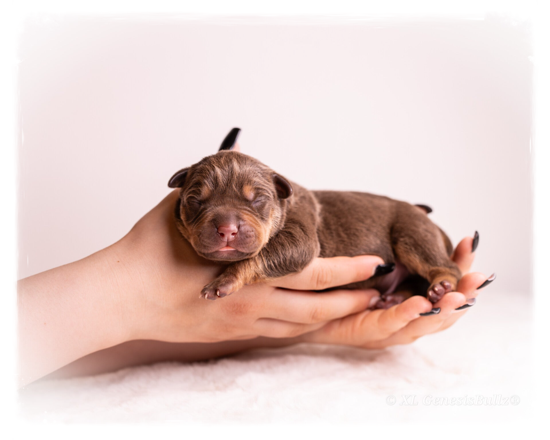 XL GenesisBullz Puppy American Bully XL Puppy Europe