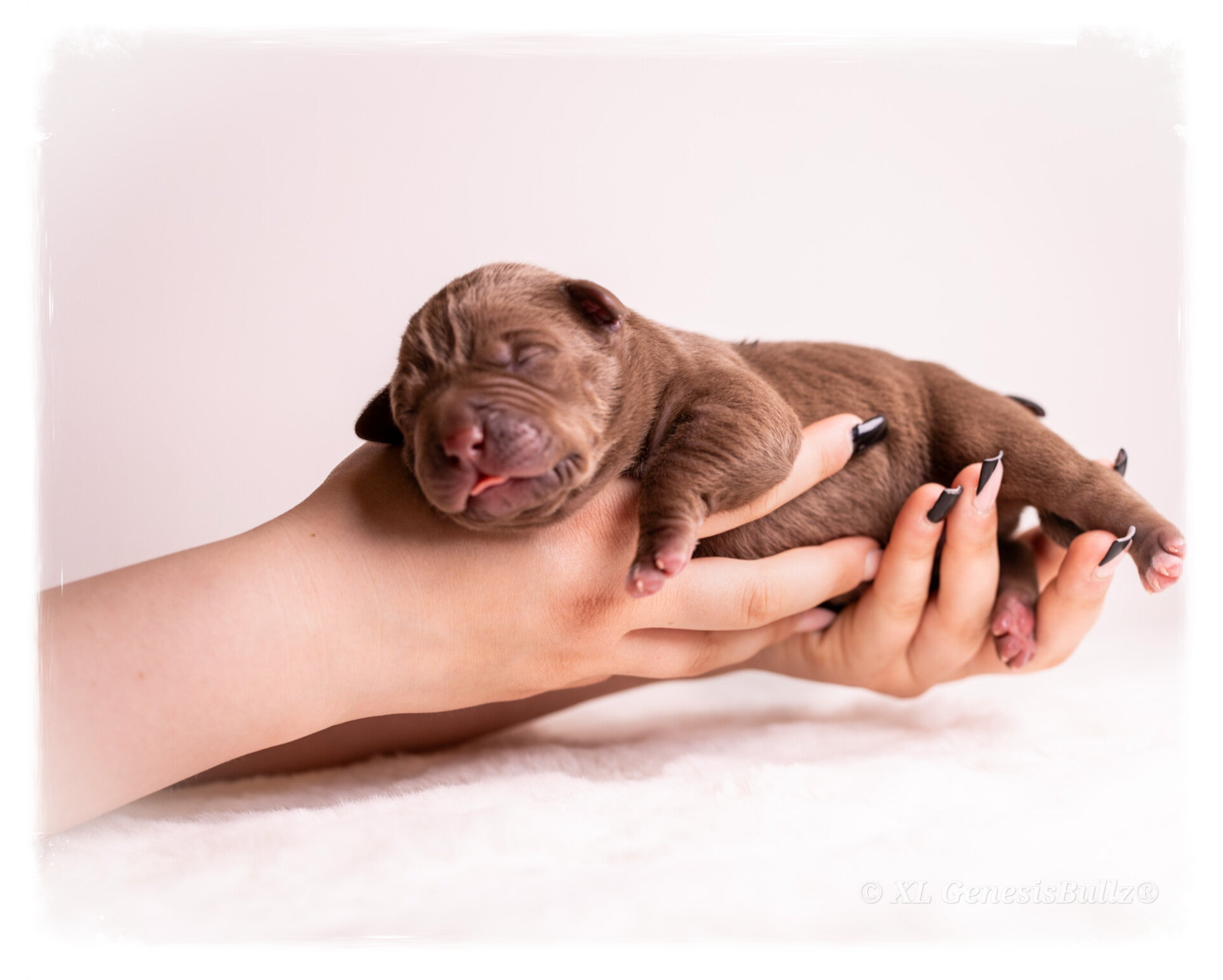 XL GenesisBullz Puppy Premium American Bully XL XXL 