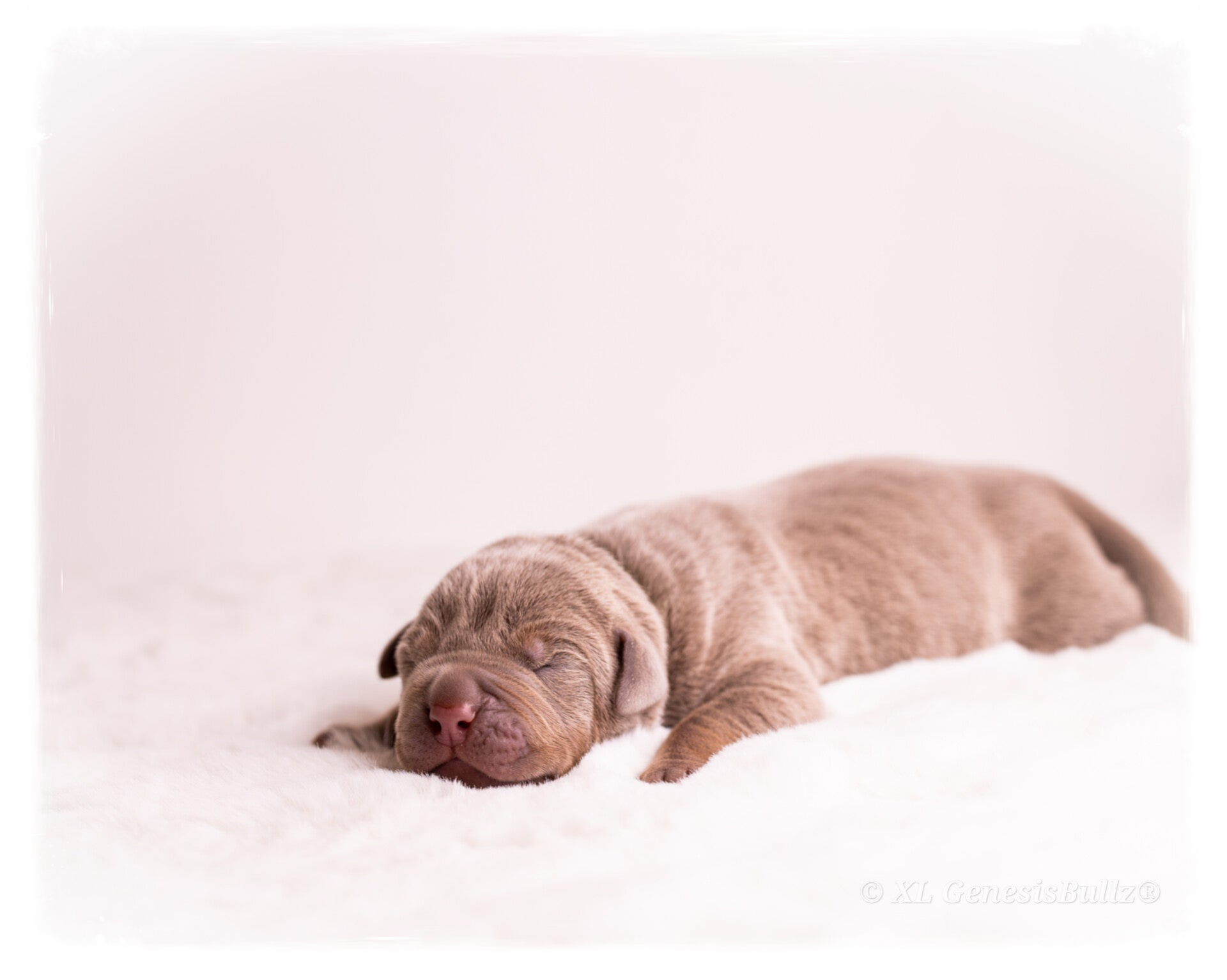 American Bully XL Puppy Europe Bully breeder