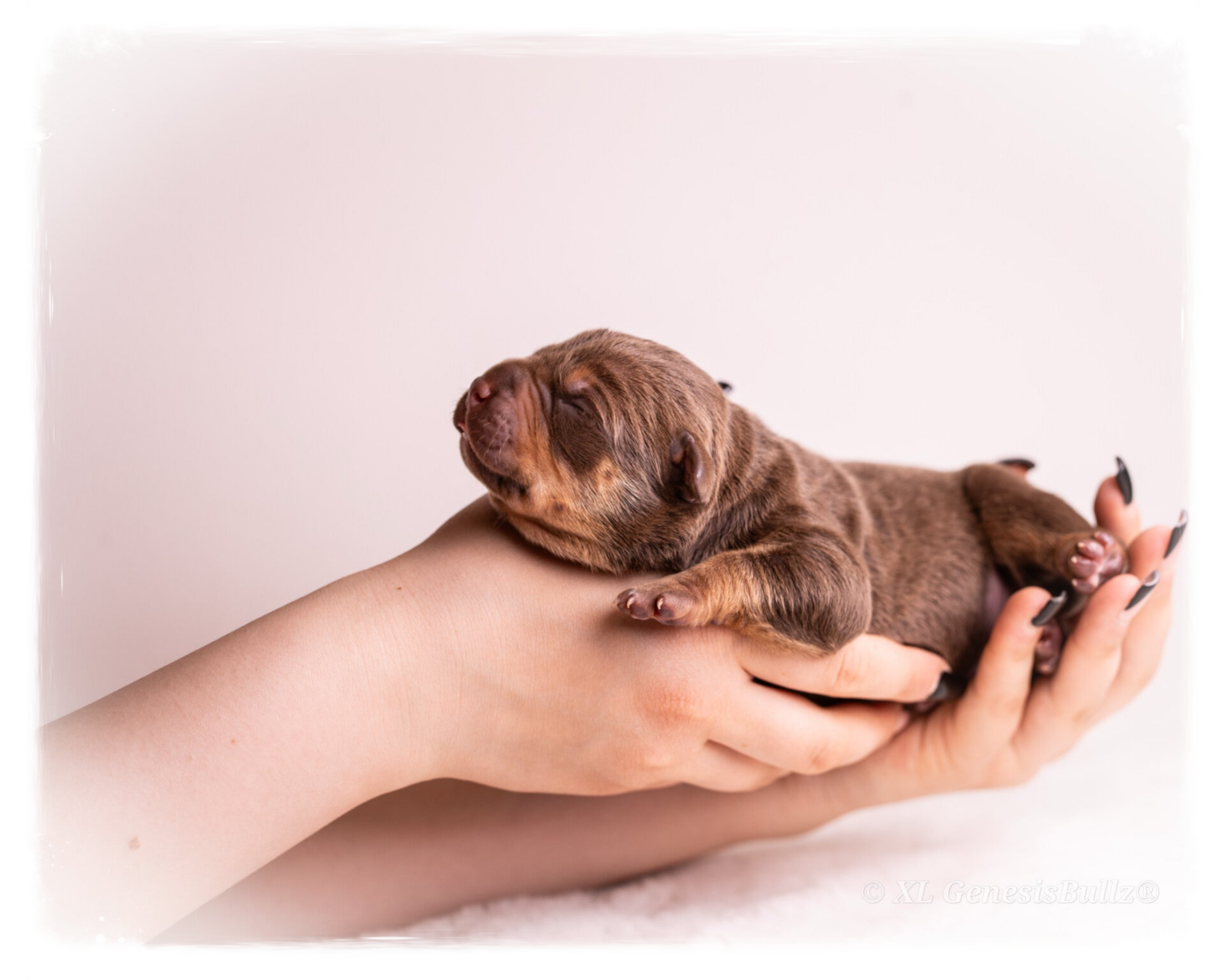 XL GenesisBullz Puppy American Bully XL XXL 
