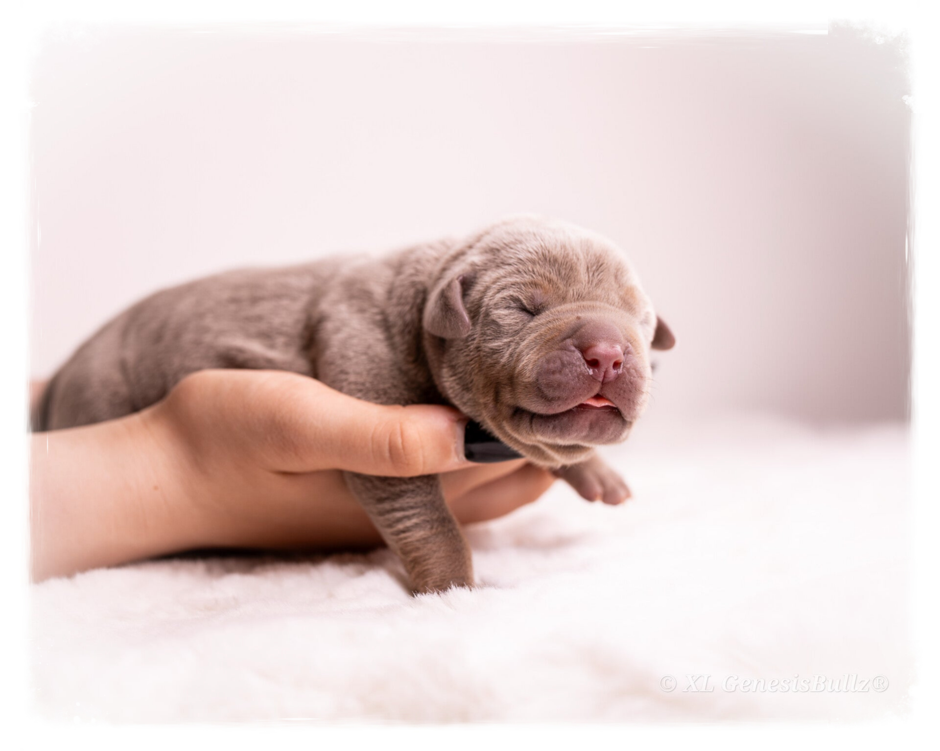 XL GenesisBullz Puppy American Bully XL XXL 