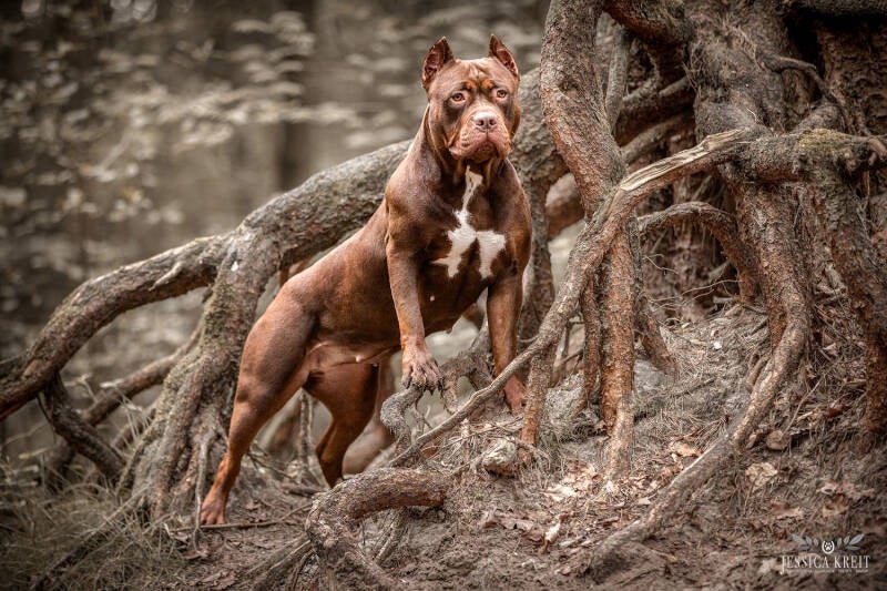 XXL Luxor Bullys Dronning Ragna – Dark-Chocolate-Tricolor American Bully XXL Hündin stehend im Wald, aus dem international bekannten Kennel XXL Luxor Bullys