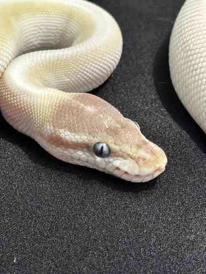 Male Super Mojave BEL