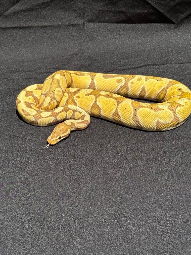 Male Banana HET Clown