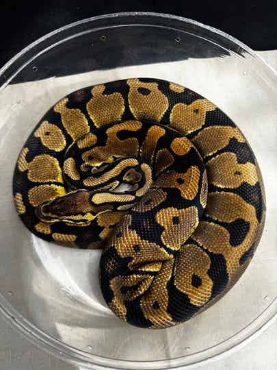 Female Pastel HET TSK