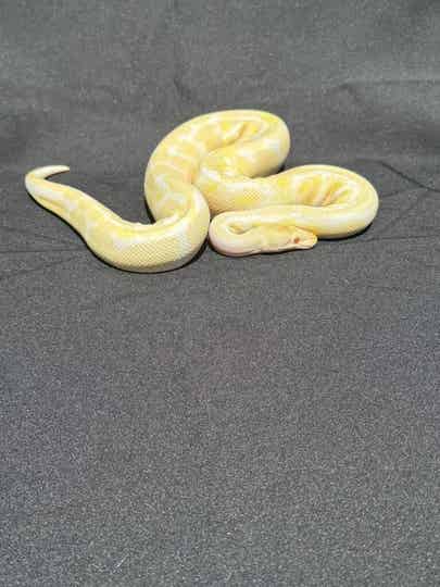 Male Albino HET G Stripe