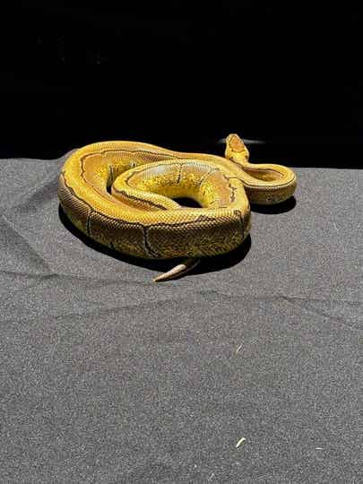 Male Enchi Pinstripe Xtreme Gene Yellowbelly