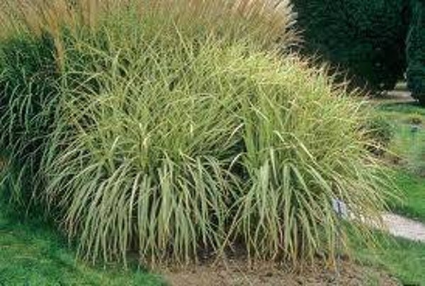 Miscanthus sinensis Variegatus