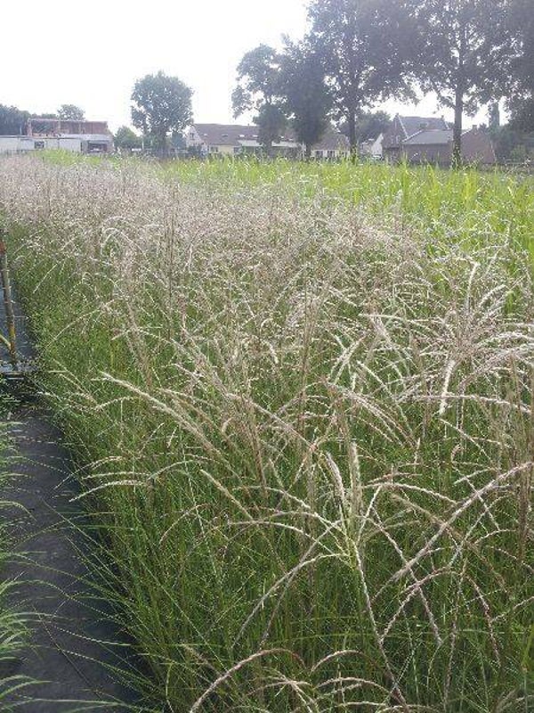 Miscanthus sinensis Kleine Fontäne