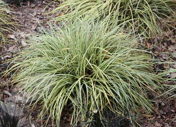 Carex oshimensis Evergold