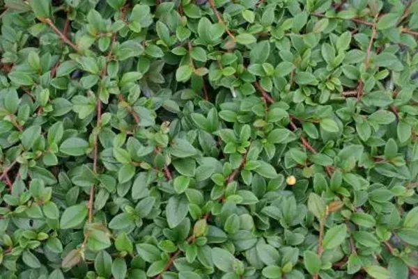Cotoneaster dammeri – Dwergmispel