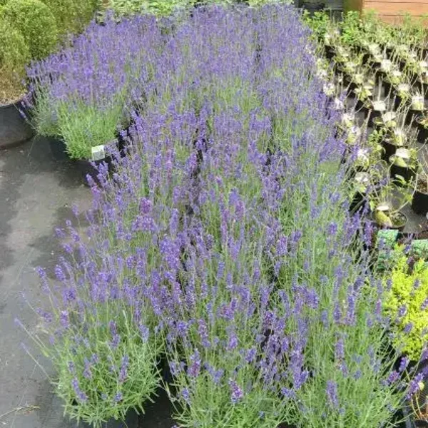 Lavandula angustifolia, Lavendel