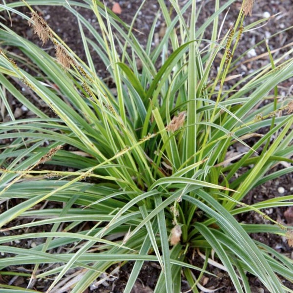 Carex morrowii Variegata
