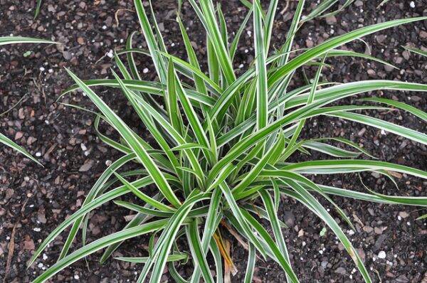 Carex morrowii Ice Dance