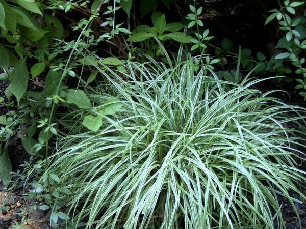 Carex orn. Silver Sceptre
