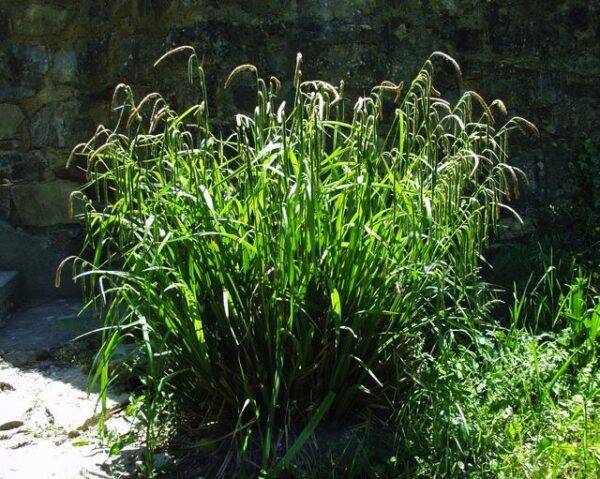 Carex Pendula