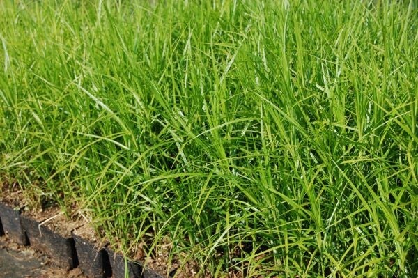 Carex Muskingumensis