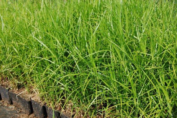 Carex Muskingumensis
