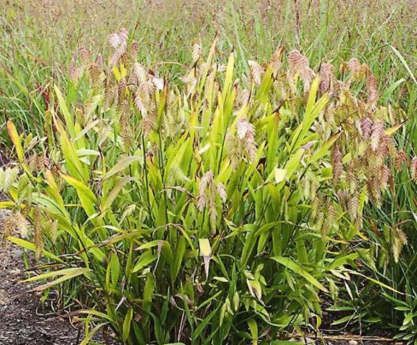 Chasmanthium Latifolium