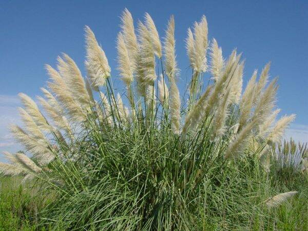 Cortaderia Selloana White Plume
