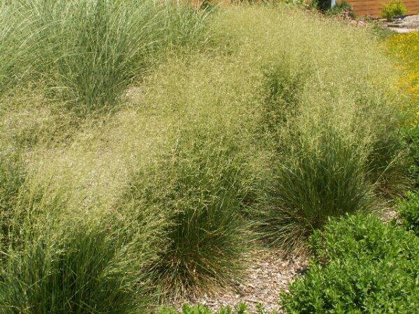Deschampsia C. Schottland