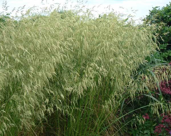 Deschampsia cespitosa Goldschleier