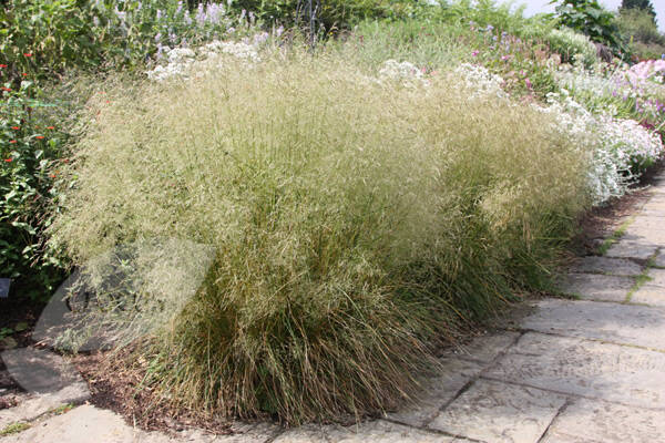 Deschampsia cespitosa Goldtau