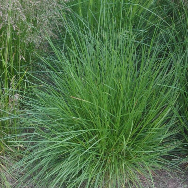 Deschampsia cespitosa