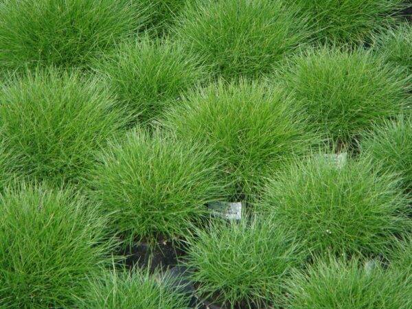 Festuca Gautieri (scoparia)