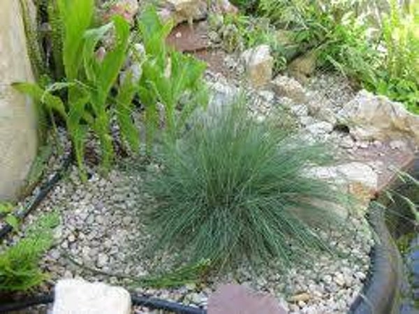 Festuca Glauca