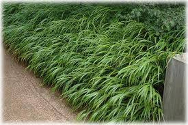 Hakonechloa Macra