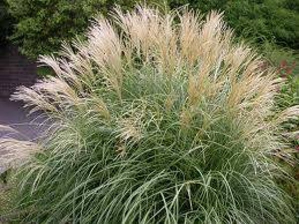 Miscanthus sinensis