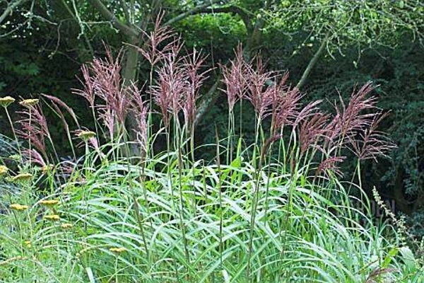 Miscanthus sinensis Augustfeder