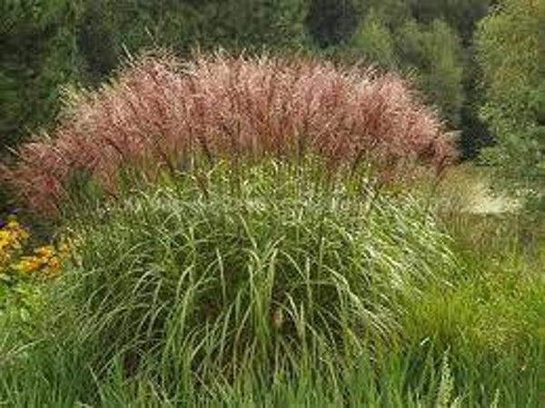 Miscanthus sinensis Flamingo