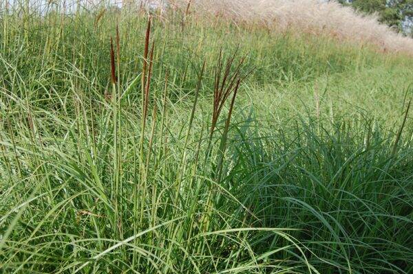 Miscanthus sinensis Krater