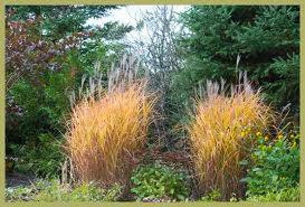 Miscanthus purpurascens