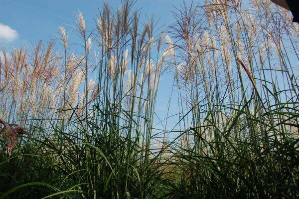 Miscanthus sinensis Graziella