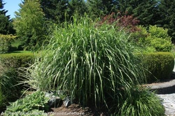 Miscanthus sinensis Goliath
