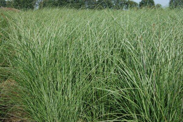 Miscanthus sinensis Gracillimus