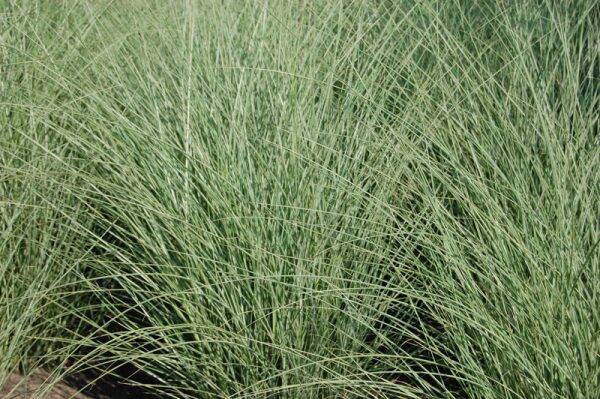Miscanthus sinensis Morning Light