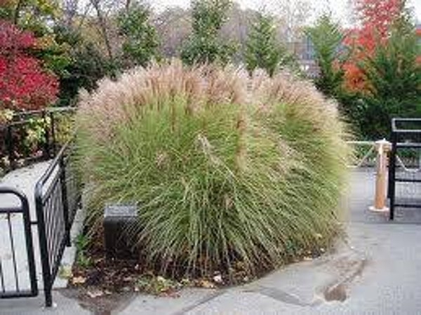 Miscanthus sinensis Kleine Silberspinne